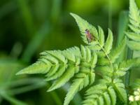 Schnepfenfliege auf Blatt